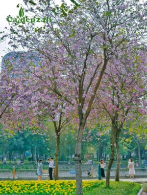 CÂY BAN TÂY BẮC (BAN TRẮNG)