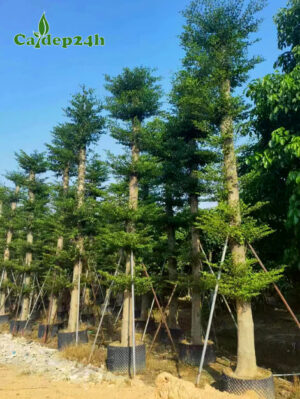 CÂY BÀNG ĐÀI LOAN