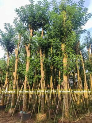 Alternative view of CÂY BÀNG ĐÀI LOAN