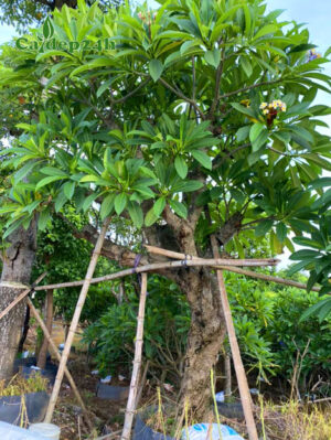 CÂY HOA ĐẠI (Hoa Đỏ, Hoa Trắng)