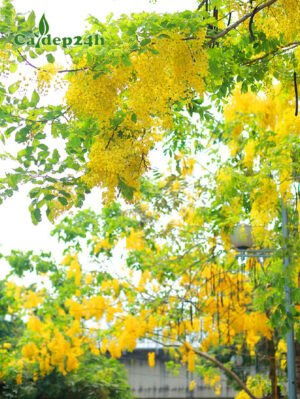 CÂY MUỒNG HOÀNG YẾN (OSAKA VÀNG)