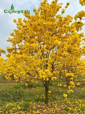 CÂY PHONG LINH VÀNG